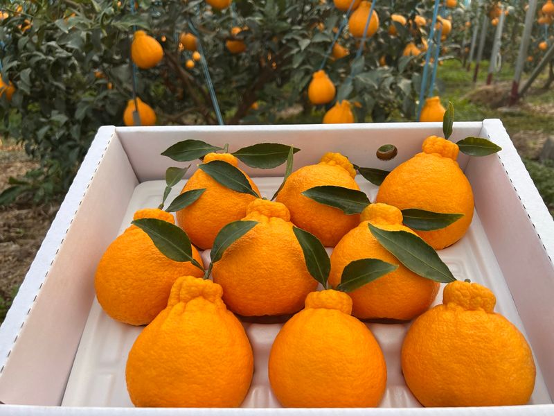 임호성님의 장터 판매 상품 [한라봉 2kg, 3kg, 5kg ] 첨부 사진