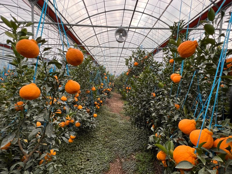 장터 상품 [한라봉 2kg, 3kg, 5kg ] 썸네일