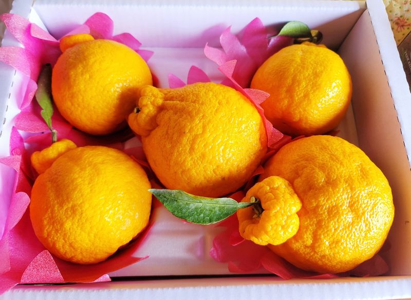 임호성님의 장터 판매 상품 [한라봉 2kg, 3kg, 5kg ] 첨부 사진