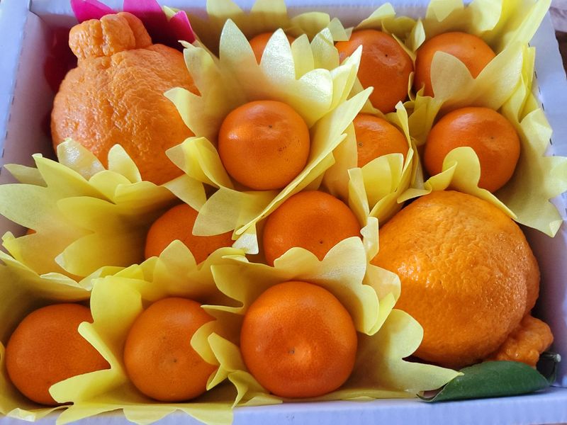 임호성님의 장터 판매 상품 [한라봉 2kg, 3kg, 5kg ] 첨부 사진