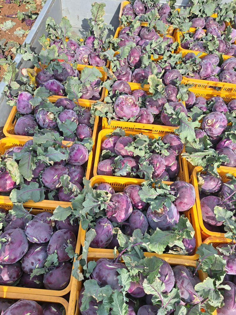 장터 상품 [오늘부터 일주일 특별할인 콜라비 10kg] 썸네일