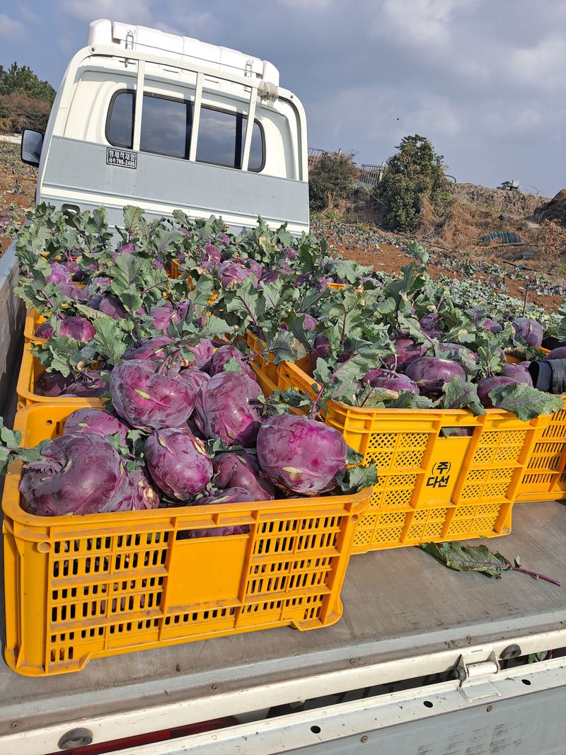미쁨농원 님의 장터 판매 상품 [오늘부터 일주일 특별할인 콜라비 10kg] 첨부 사진