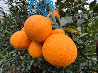 임호성님의 귤 · 품질 향상 작성글 사진