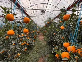 임호성님의 귤 · 품질 향상 작성글 사진