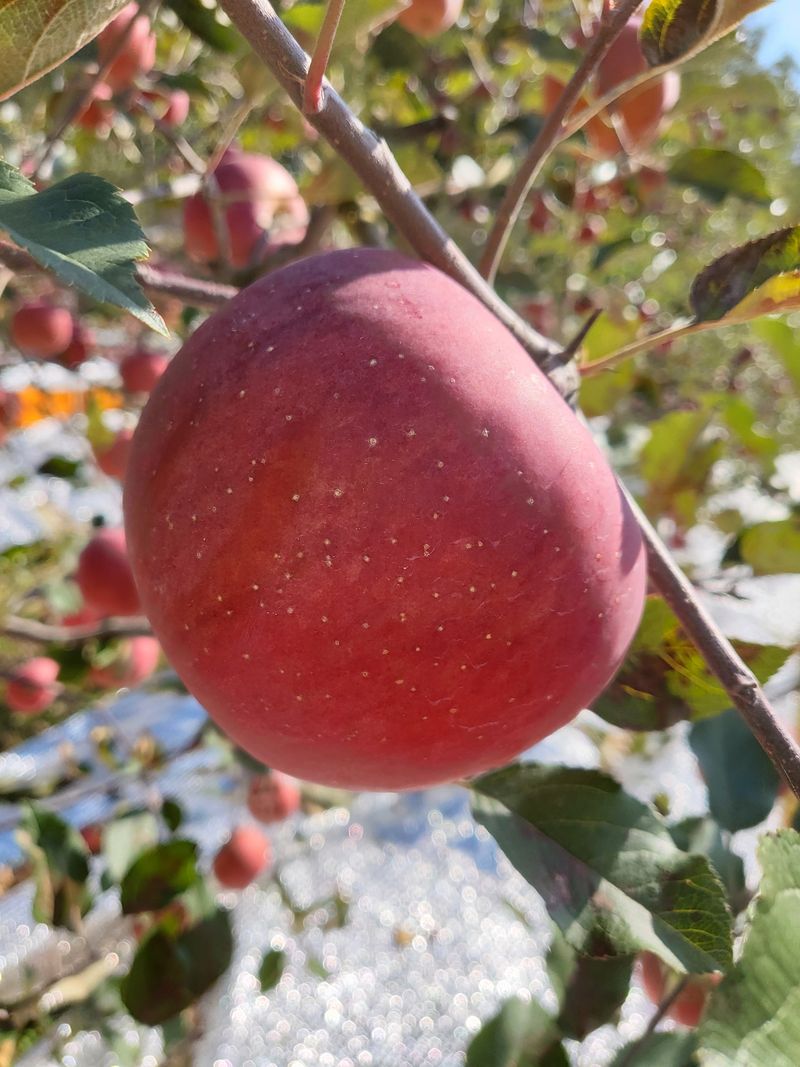 김주영님의 장터 판매 상품 [🍎  한입사과 10kg/ 정품20과 5kg, 40과 10kg ❤️ ] 첨부 사진