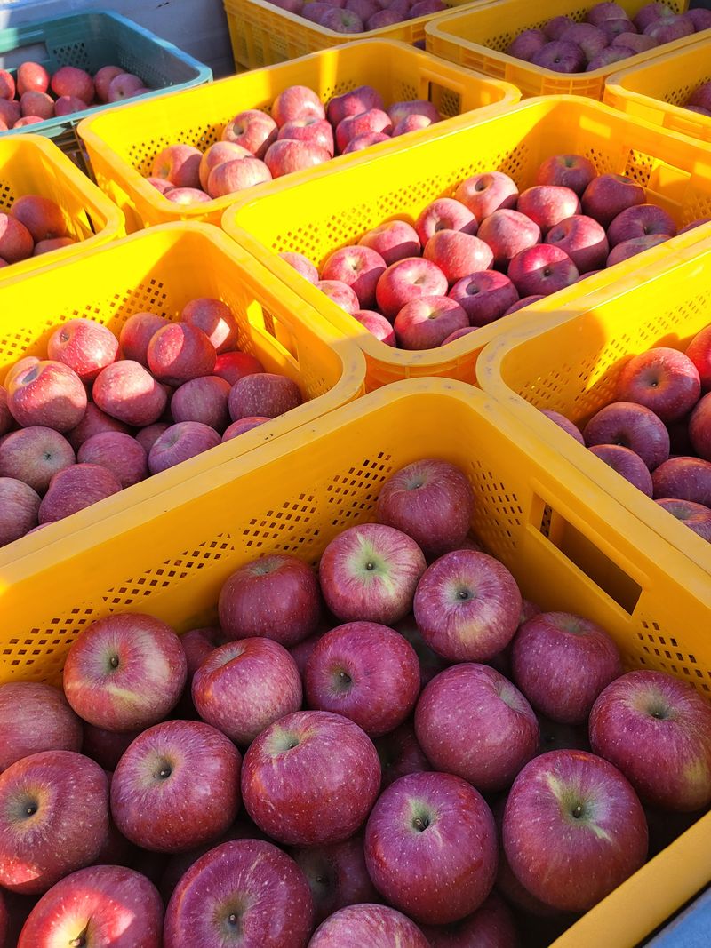김주영님의 장터 판매 상품 [🍎  한입사과 10kg/ 정품20과 5kg, 40과 10kg ❤️ ] 첨부 사진