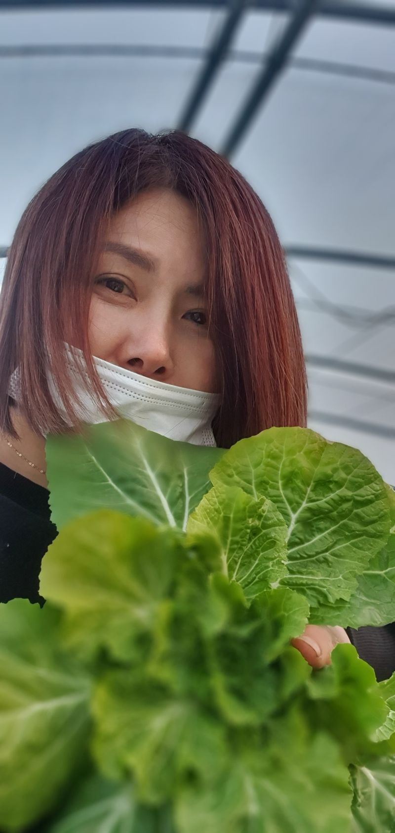 이유미 님의 장터 판매 상품 [봄동5kg] 첨부 사진