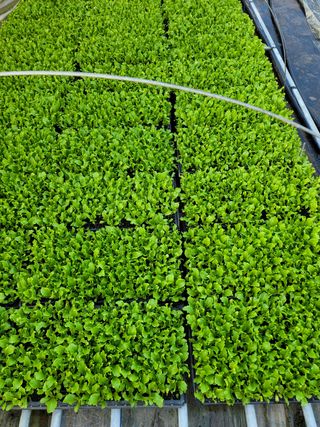 빛그린 김용화님의 상추 · 자유게시판 작성글 사진