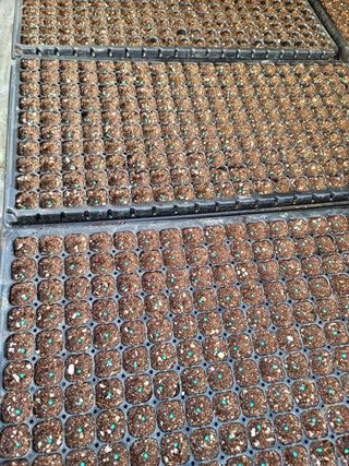 빛그린 김용화님의 상추 · 자유게시판 작성글 사진