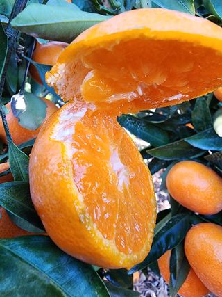 조현기 님의 귤 · 수확 작성글 사진