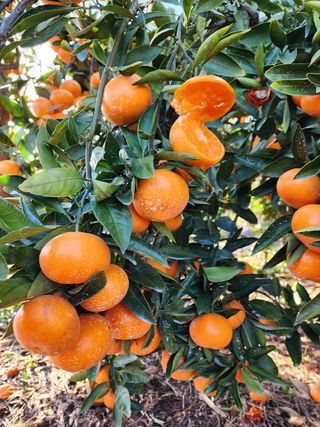 조현기 님의 귤 · 수확 작성글 사진