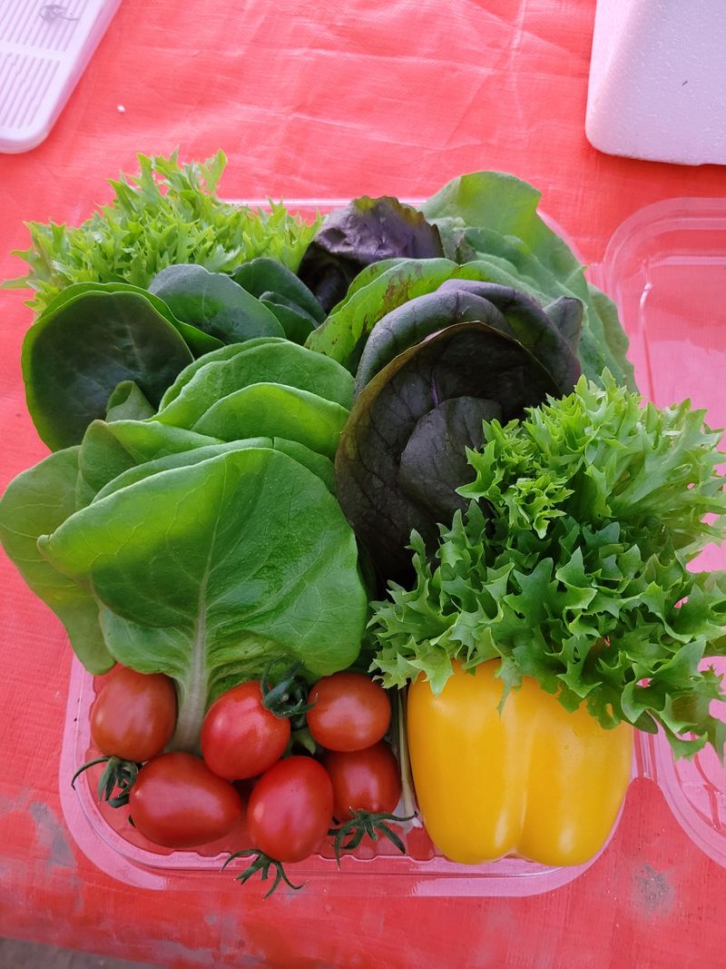 장터 상품 [유럽샐러드 모듬상추. 모듬쌈채] 썸네일