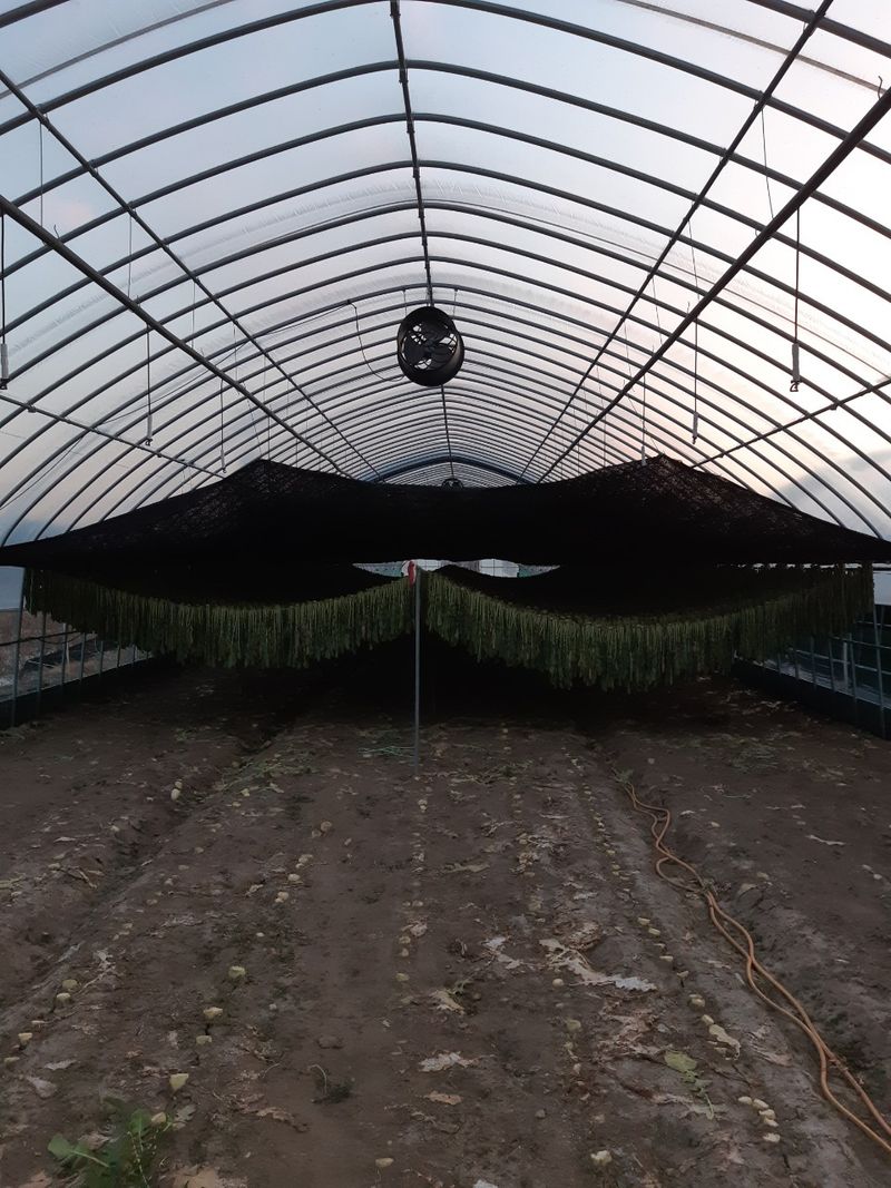 장터 상품 [강원도 양구 시래기 1kg I박스)] 썸네일