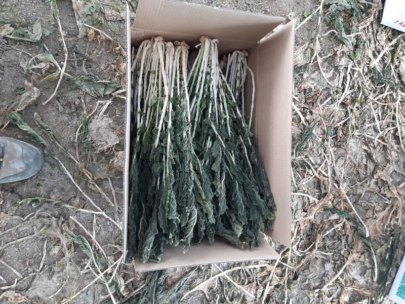 한광석님의 장터 판매 상품 [강원도 양구 시래기 1kg I박스)] 첨부 사진