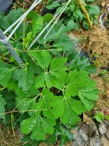 팜모닝 기타작물·병해충상담 게시글 이미지