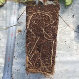 팜모닝 · 게시글 이미지