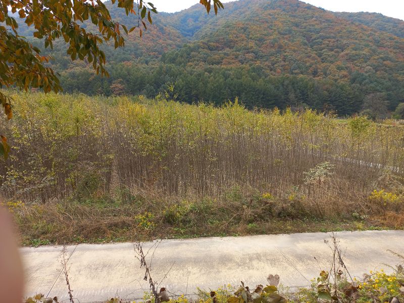 장터 상품 [조경수이팝묘목] 썸네일