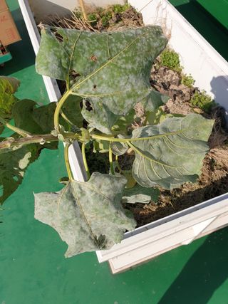 뽀리님의 기타작물 · 병해충상담 작성글 사진