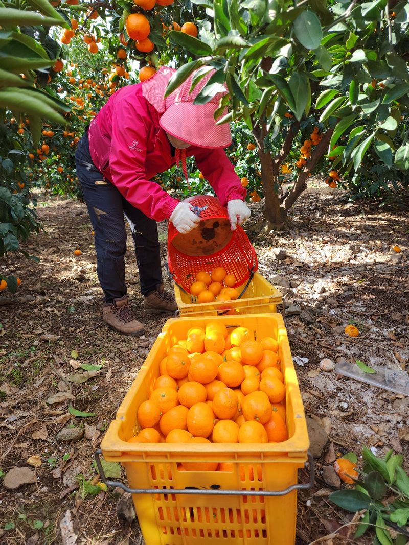 장터 상품 [🍊당도 높은 맛있는 서귀포 귤🍊 꼬마귤도 소진되었습니다 준비되면  다시올리겠습니다   왕귤만  주문받습니다 ] 썸네일