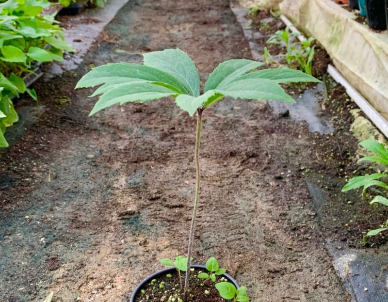 장터 상품 [우산나물종근1개] 썸네일