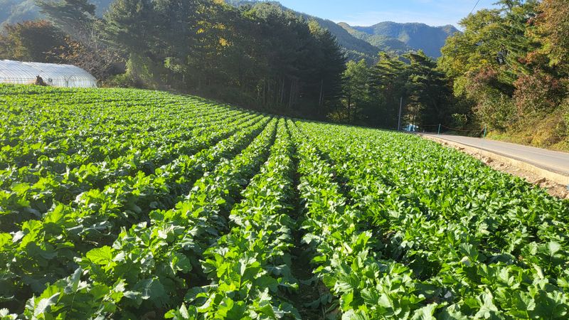 산간애님의 장터 판매 상품 [삶은시래기 300g짜리 10팩 (3kg)] 첨부 사진