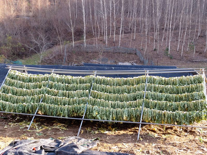 산간애님의 장터 판매 상품 [삶은시래기 300g짜리 10팩 (3kg)] 첨부 사진