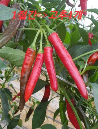 블루벨.님의 고추 · 수확 작성글 사진