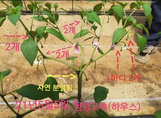 블루벨.님의 고추 · 수확 작성글 사진