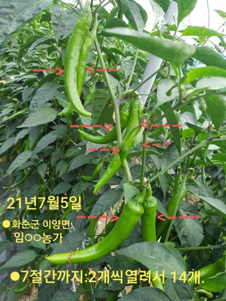 블루벨.님의 고추 · 수확 작성글 사진
