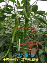 팜모닝 고추·수확 게시글 이미지