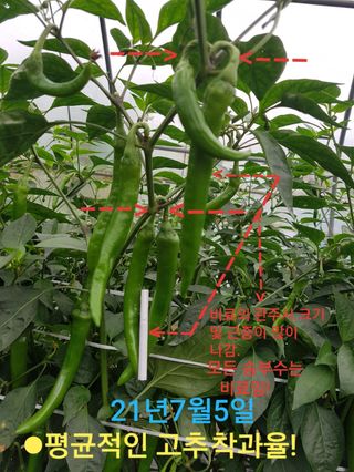 블루벨.님의 고추 · 수확 작성글 사진