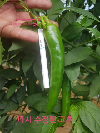 블루벨.님의 고추 · 수확 작성글 사진