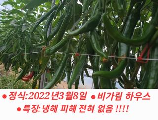 블루벨.님의 고추 · 수확 작성글 사진
