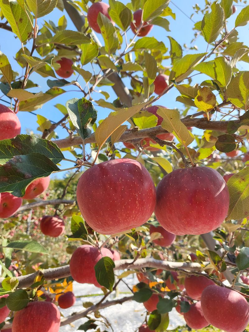 김주영님의 장터 판매 상품 [🍎 설연휴로 12일 오늘까지 택배 주문 받아요 🍎 ] 첨부 사진