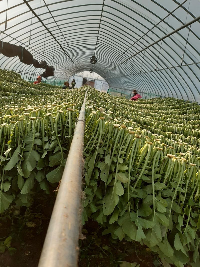 한광석님의 장터 판매 상품 [강원도 양구 시래기 1kg (박스)] 첨부 사진