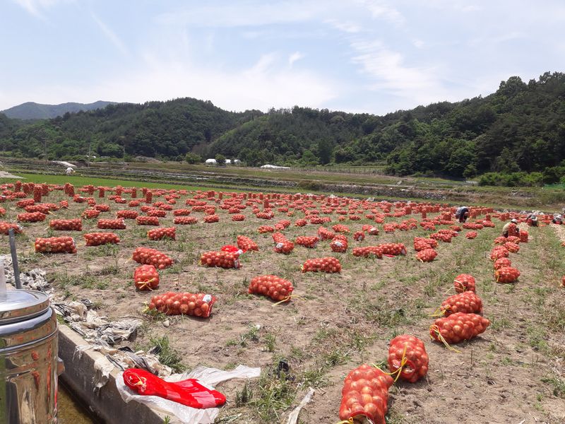 장터 상품 [흰양파중소자1200키로] 썸네일