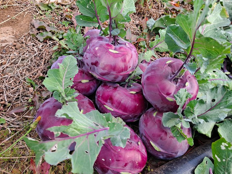 미쁨농원 님의 장터 판매 상품 [선물하기 딱좋은 콜라비 할인해드립니다 10kg] 첨부 사진