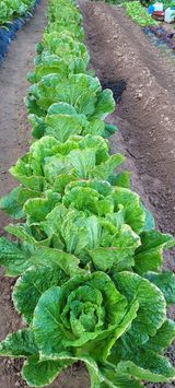 팜모닝 배추·병해충상담 게시글 이미지