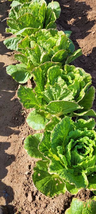 참농부님의 배추 · 병해충상담 작성글 사진