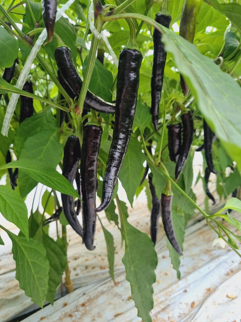 박광재님의 장터 판매 상품 [미인보라(가지고추) 4kg] 첨부 사진