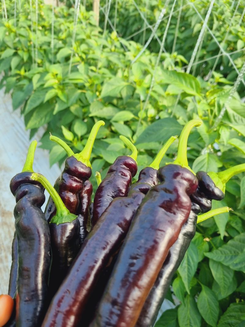 박광재님의 장터 판매 상품 [미인보라(가지고추) 4kg] 첨부 사진