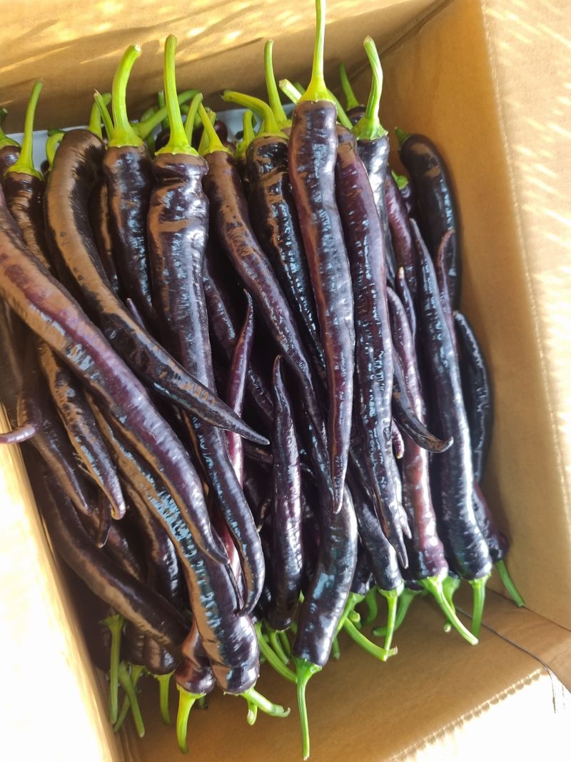 박광재님의 장터 판매 상품 [미인보라(가지고추) 4kg] 첨부 사진