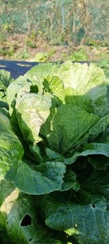 팜모닝 기타작물·병해충상담 게시글 이미지