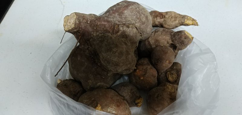 최연회님의 장터 판매 상품 [적하수오10kg] 첨부 사진