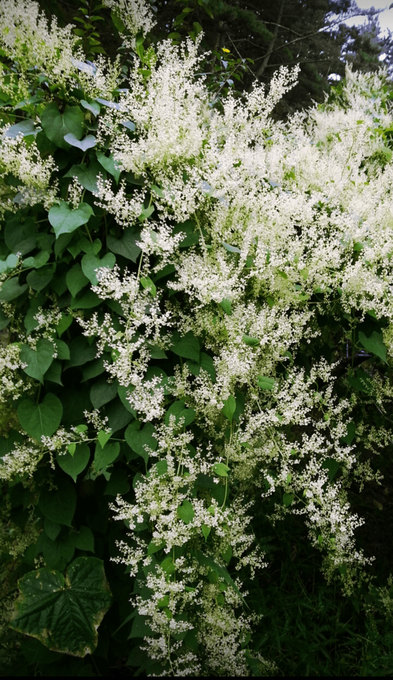 최연회님의 장터 판매 상품 [적하수오10kg] 첨부 사진