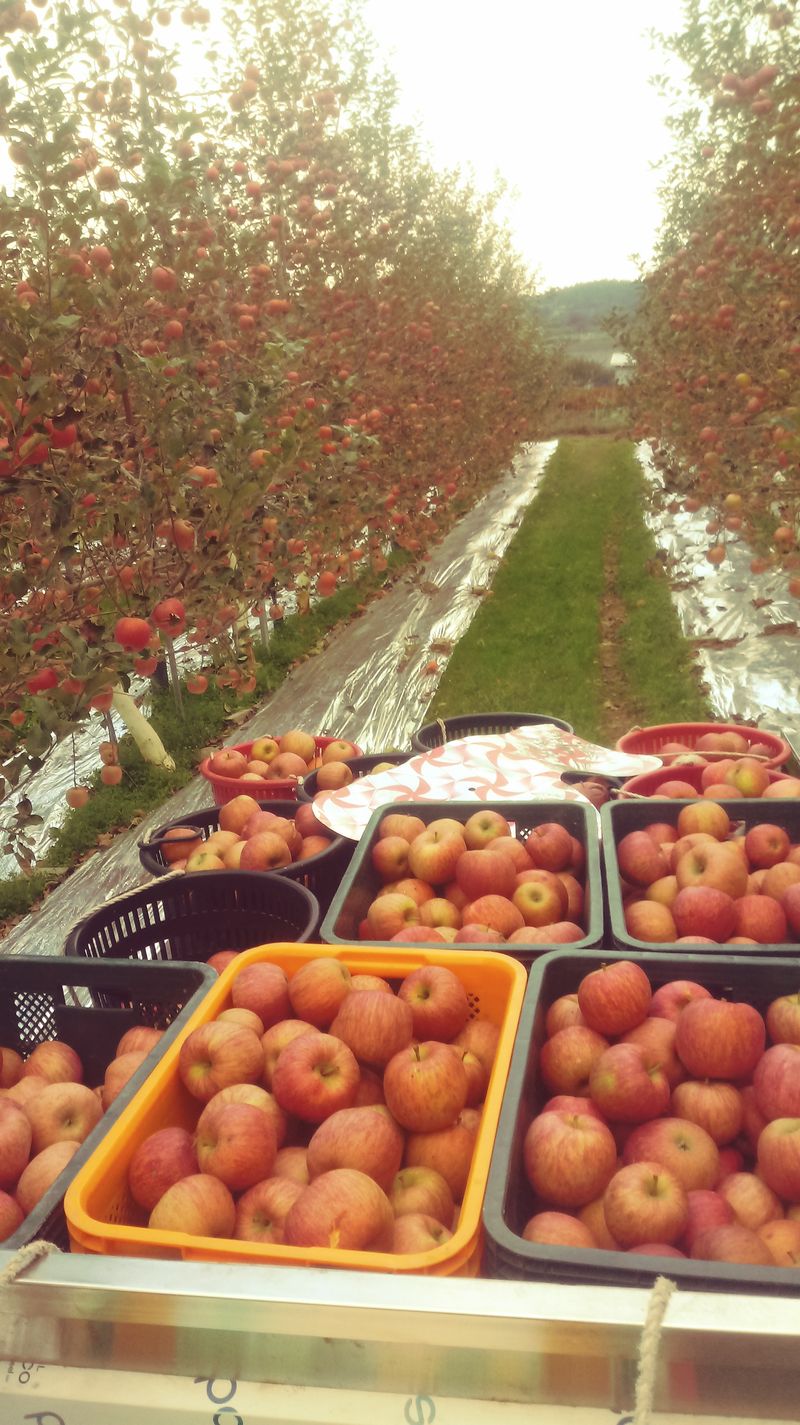이윤동님의 장터 판매 상품 [새콤달콤아삭찐한맛(부사)미얀마 설선물용,가정용10k] 첨부 사진