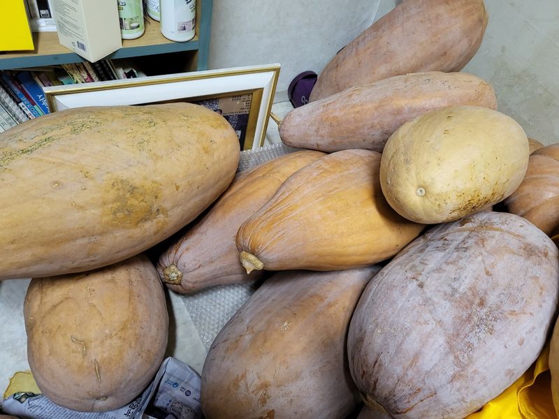 장터 상품 [늙은호박] 썸네일