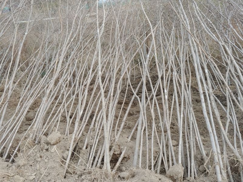 오이16491님의 장터 판매 상품 [이팝나무묘목] 첨부 사진