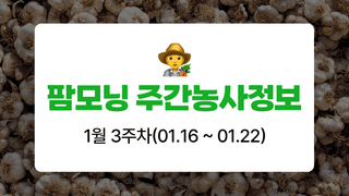 마늘 농사도우미님의 마늘 · 자연재해•동물피해 작성글 사진