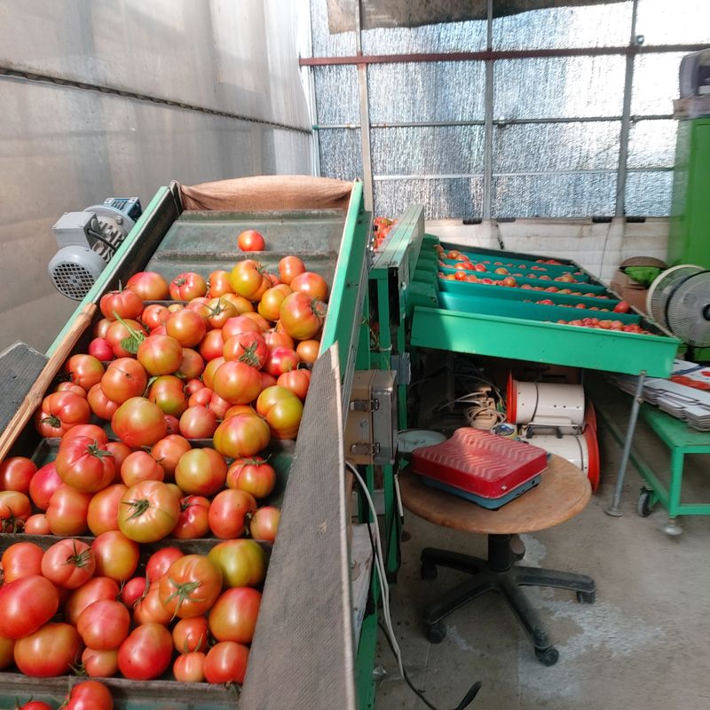 장터 상품 [토마토  5kg   10kg] 썸네일